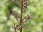 Heart-leaved Twayblade, Listera cordat 
