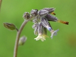Changing Forget-me-not, Myosotis discolor