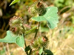 Common Burdock, Arctium minus