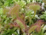 Round-leaved Sundew, Drosera rotundifolia
