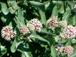 Showy Milkweed, Asclepias speciosa
