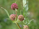 Purple Sanicle, Sanicula bipinnatifida