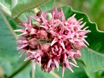 Showy Milkweed, Asclepias speciosa