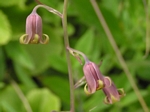 Bronzebells, Stenanthium occidentale