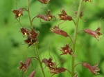 Piggyback Plant, Tolmiea menziesii