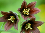Black Lily, Fritillaria camschatcensis