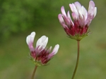 Few-flowered Clover, Trifolium oliganthum