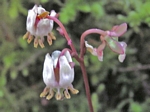 Little Prince's Pine, Chimaphila menziesii