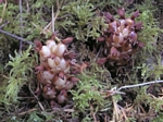 Ground Cone, Boschniakia hookeri