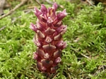 Ground Cone, Boschniakia hookeri 