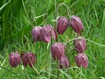 Checkered Lily, Fritillaria meleagris