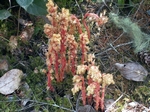 Pinesap, Monotropa hypopithys