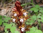Spotted Coralroot, Corallorhiza maculata