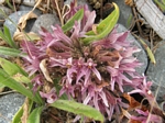Cancer Root, Orobanche grayana