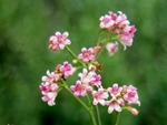 Spreading Dogbane, Apocynum androsaemifolium