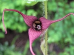 Wild Ginger, Asarum canadense