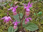 Calypso Orchid, Calypso bulbosa