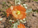 Desert Globe Mallow, Sphaeralcia ambigua