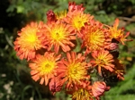 Orange Hawkweed, Hieracium aurantiacum