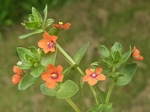 Scarlet Pimpernel, Anagallis arvensis