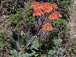 Coral Aloe, Aloe striata