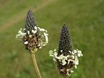 English Plantain, Plantago lanceolata