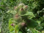 Common Burdock, Arctium minus