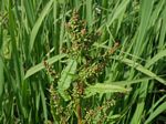 Western Dock, Rumex occidentalis 
