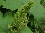 Devil's Club, Oplopanax horridus