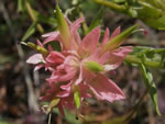 Dawson's angelica, Angelica dawsonii