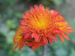 Orange Hawkweed, Hieracium auranticaum