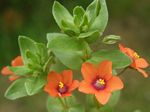 Scarlet Pimpernel, Anagallis arvensis