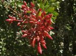 Adam’s Tree, Fouquieria diguetii	