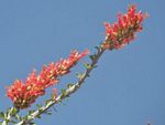 Ocotilla, Fouquieria splendens