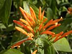 Orange Plume Flower, Justicia spicigera