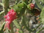 Spiny Nopal, Nopalea dejecta