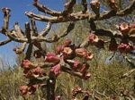 Thurber Cholla, Opuntia thurberi