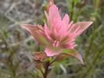 Thin-leaved Owl Clover, Orthocarpus tenuifolius