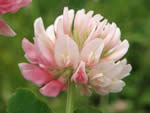 Alsike Clover, Trifolium hybridum