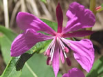 Broad-leafed Willowherb, Epilobium latifolium