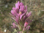 Owl Clover, Castilleja exserta