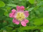 Baldhip Rose, Rosa gymnocarpa