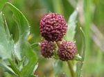 Purple Sanicle, Sanicula bipinnatifida