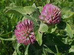 Red Clover, Trifolium pretense