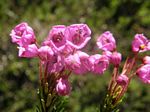 Red Mountain Heather, Phyllodoce empetriformis