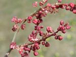 Sheep Sorrel, Rumex acetosella