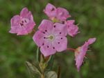 Western Bog Laurel, Kalmia microphylla