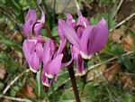 Broad-leaved Shooting Star, Dodecatheon hendersonii