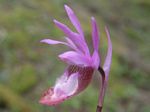 Calypso Lily, Calypso bulbosa