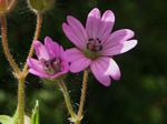 Dovefoot Geranium, Geranium molle